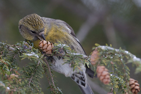 Two-barred Crossbill (Loxia leucoptera) female; also known as White-winged Crossbill