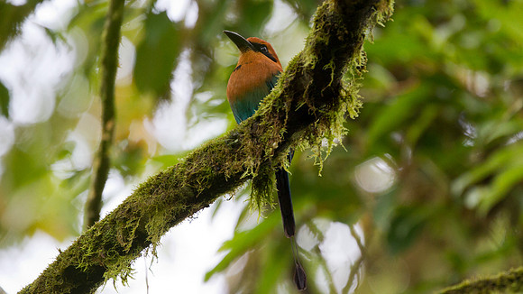Broad-billed Motmot (Electron platyrhynchum)
