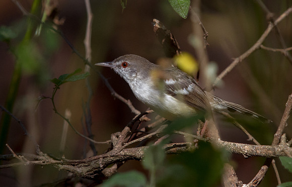 Bar-winged prinia (Prinia familiaris) ?