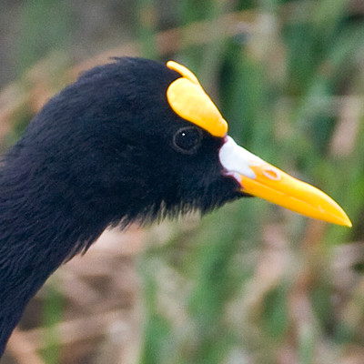 Northern Jacana (Jacana spinosa)