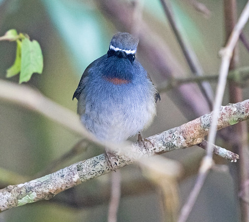 Rufous-gorgeted flycatcher (Ficedula strophiata)