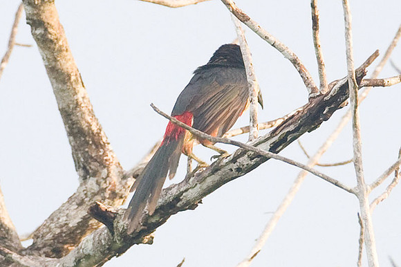 Collared Aracari (Pteroglossus torquatus)