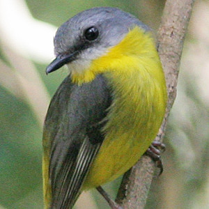 Eastern Yellow Robin (Eopsaltria australis)