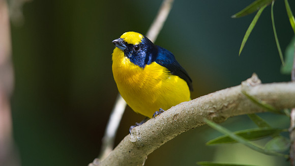 Yellow-throated Euphonia (Euphonia hirundinacea) Male