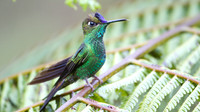Violet-fronted Brilliant (Heliodoxa leadbeateri)