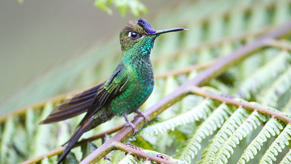 Violet-fronted Brilliant (Heliodoxa leadbeateri)