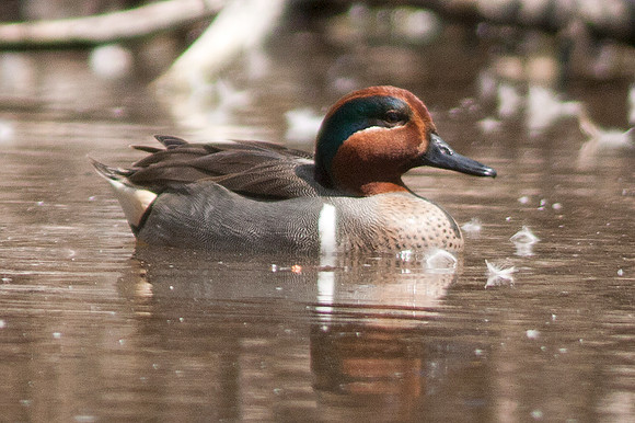 Green-winged Teal (Anas carolinensis) male