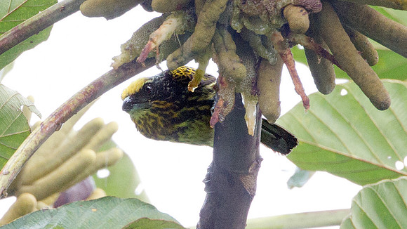 Gilded Barbet (Capito auratus)