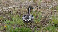Northern Pintail (Anas acuta) male