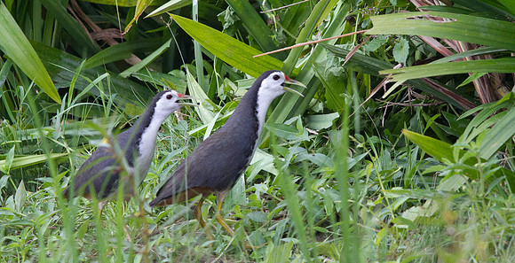 White-breasted waterhen (Amaurornis phoenicurus)