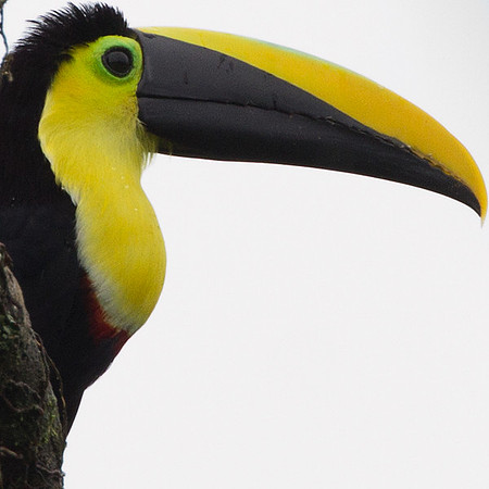 Choco Toucan (Ramphastos brevis)