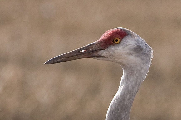 Sandhill Crane (Grus canadensis)