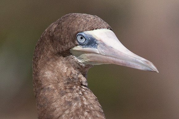 Brown Booby (Sula leucogaster)