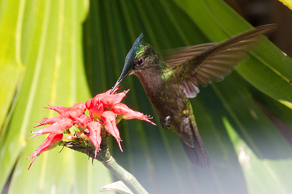 Antillean Crested Hummingbird (Orthorhyncus cristatus)