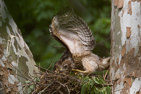 Red-shouldered Hawk (Buteo lineatus) adult and juvenile