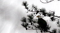 Bald Eagle (Haliaeetus leucocephalus)