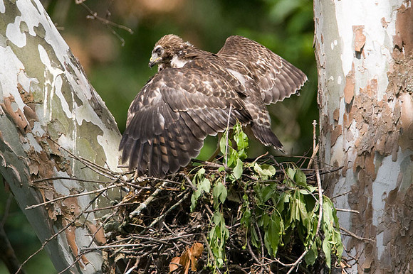 Red-shouldered Hawk (Buteo lineatus) juvenile