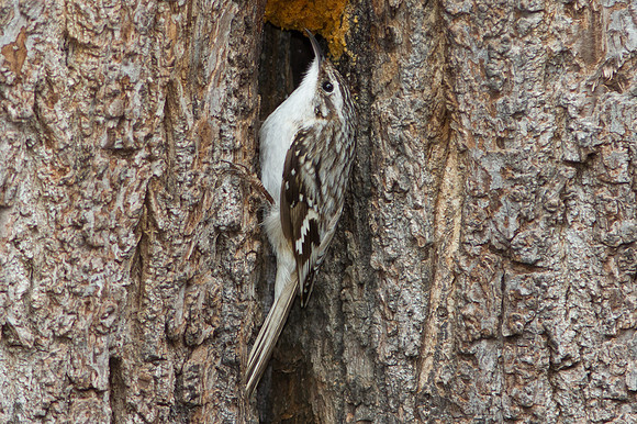 Brown Creeper (Certhia americana)