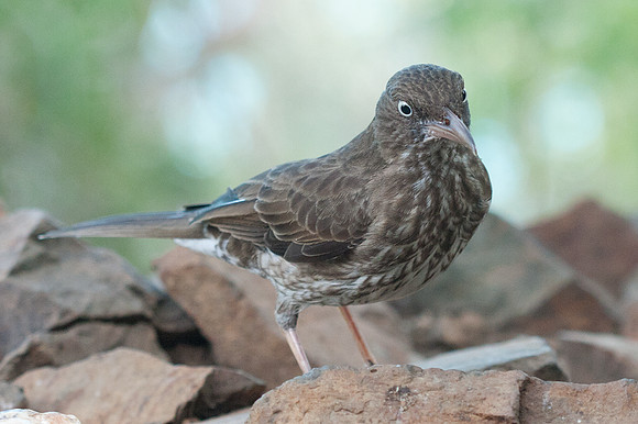Pearly-eyed Thrasher (Margarops fuscatus)