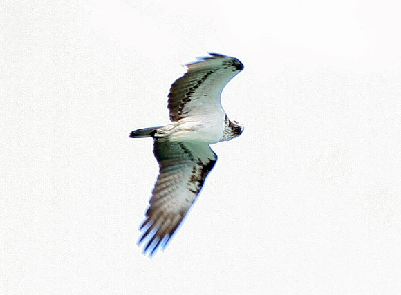 Osprey (Pandion haliaetus)