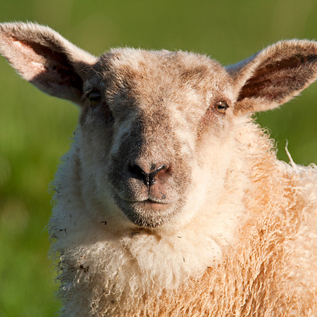 Sheep