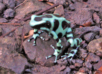 Black and Green Dart Frog (Dendrobates auratus)