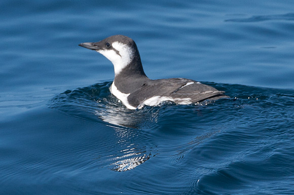 Common Murre (Uria aalge) also known as Common Guillemot