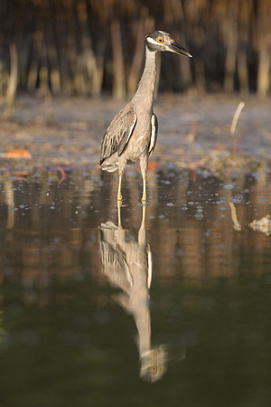 Yellow-crowned Night Heron (Nyctanassa violacea)