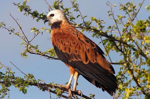 Why We Love Birds | Crooked Tree Wildlife Sanctuary | Black-collared ...
