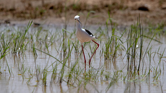 Black-winged Stilt (Himantopus himantopus)