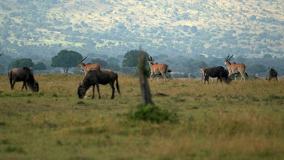 1988 Africa eland antelope img464