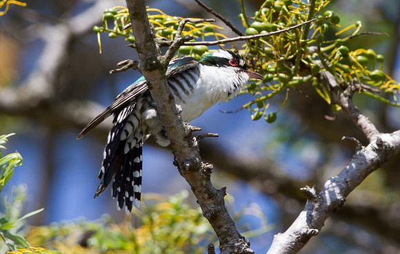 Diederik Cuckoo (Chrysococcyx caprius)