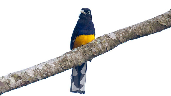 Amazonian White-tailed Trogon (Trogon viridis)