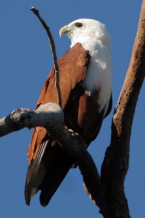 Brahminy Kite (Haliastur indus) also known as Red-backed Sea-eagle