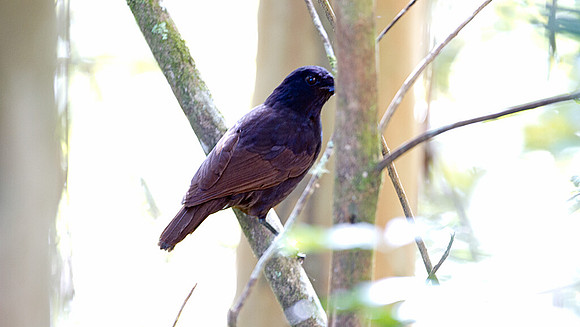 Bornean Whistling Thrush (Myophonus borneensis)