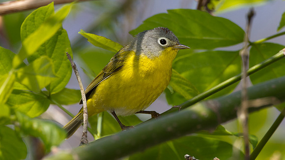 Nashville Warbler (Vermivora ruficapilla)