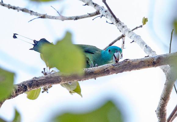 Blue-headed racket-tail (Prioniturus platenae)