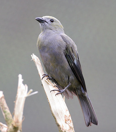 Blue-grey Tanager (Thraupis episcopus)