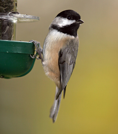 Black-capped Chickadee (Poecile atricapillus)