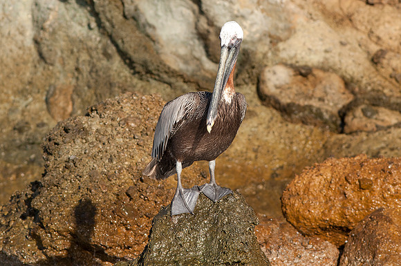 Brown Pelican (Pelecanus occidentalis)