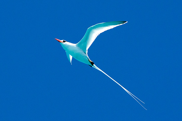 Red-billed Tropicbird (Phaethon aethereus)