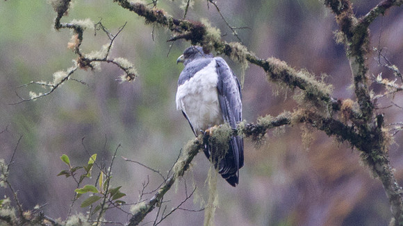 Buzzard-Eagle (Geranoaetus melanoleucus)