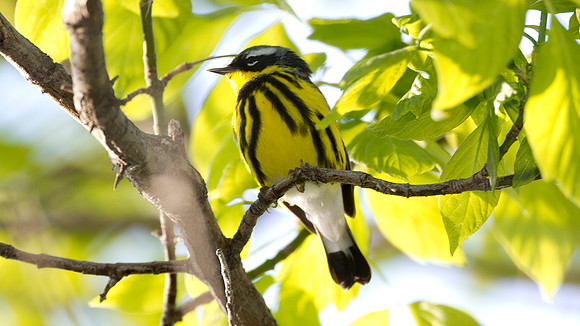 Magnolia Warbler (Dendroica magnolia)