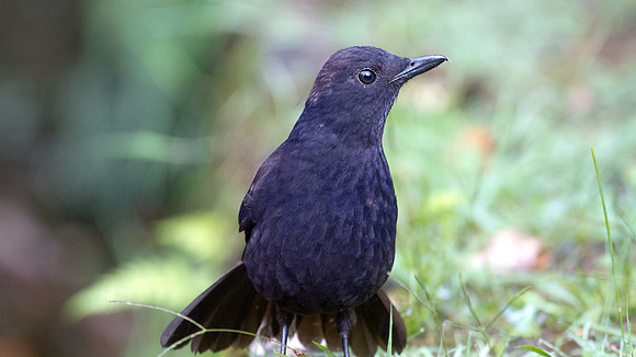 Bornean Whistling Thrush (Myophonus borneensis)