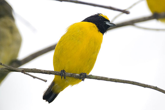 Scrub Euphonia (Euphonia affinis)