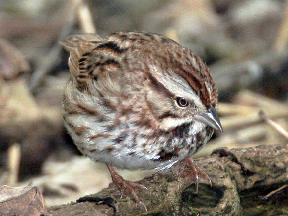 Song Sparrow (Melospiza melodia)