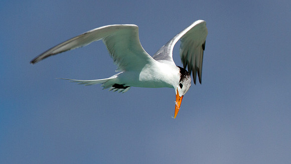 Royal Tern (Thalasseus maximus)