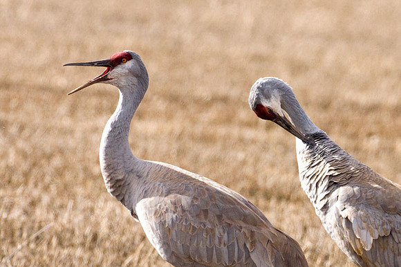 Sandhill Crane (Grus canadensis)