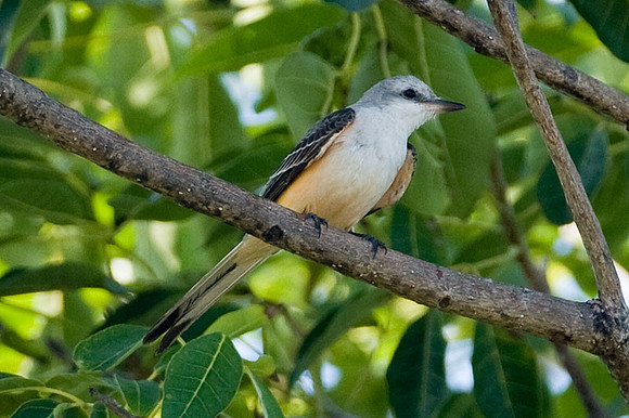 Scissor-tailed Flycatcher (Tyrannus forficatus) juvenile; also known as Texas Bird-of-Paradise and Swallowtailed Flycatcher