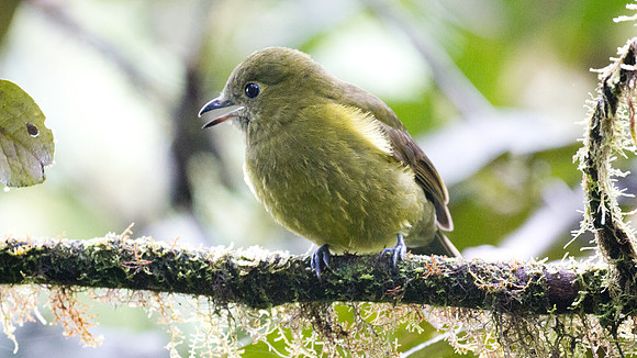 Olivaceous Piha (Snowornis cryptolophus)